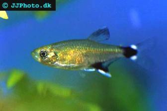 Panda Tetra