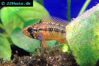 Apistogramma macmasteri