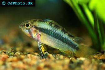 Norbert’s dwarf cichlid