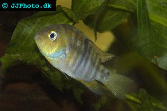 Blue Eyed Cichlid - Archocentrus spilurus