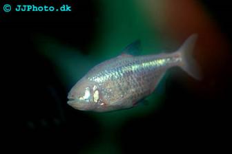 Blind Cave Tetra - Astyanax jordani