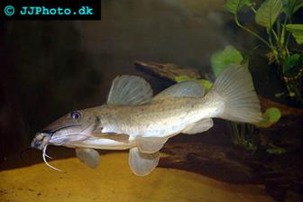 Auchenoglanis biscutatus