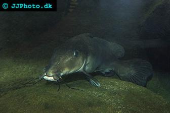 Giraffe catfish