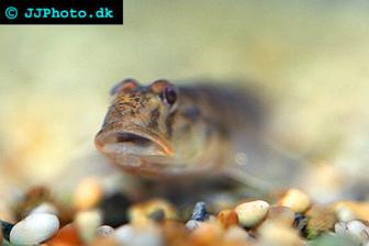 Candy Cane Goby  - Awaous flavus