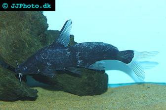 Bagrichthys majusculus