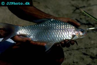 Carnatic Carp