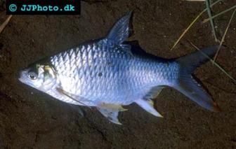 Java Barb