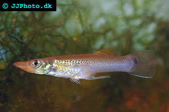 Pike Livebearer - Belonesox belizanus
