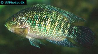 Jack Dempsey Cichlid - Cichlasoma octofasciatum