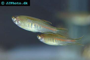Glowlight Danio - Danio choprai