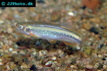 Yoma Danio - Danio feegradei
