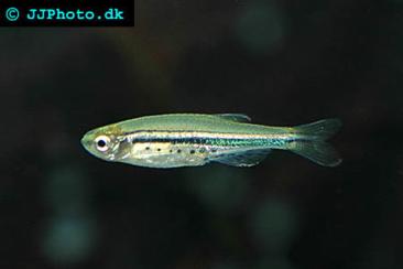 Dwarf Danio - Danio nigrofasciatus