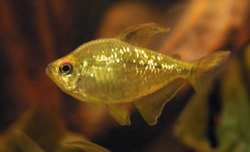 Diamond Tetra