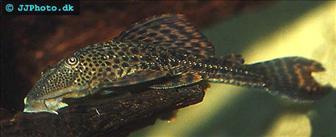 Hypostomus punctatus