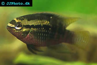Redbreast Acara