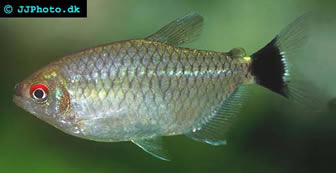 Lamp eye tetra