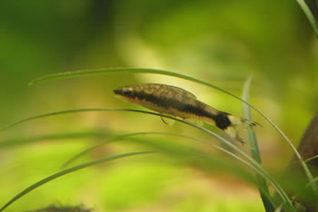 Otocinclus