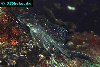 Panaque albomaculatus