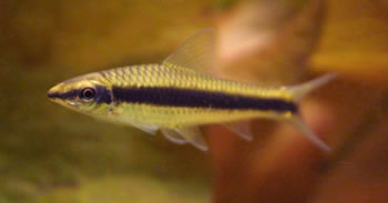 Siamese Algae Eater 