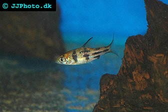Striped barb juvenile