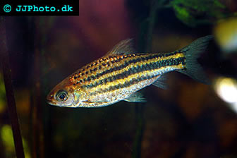 Striped barb
