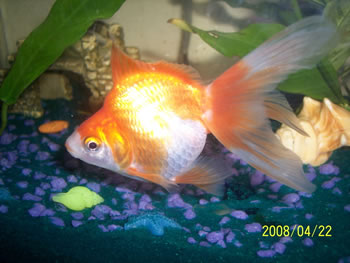 Ryukin Goldfish