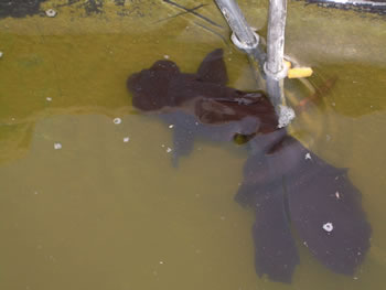 Black Moor Goldfish