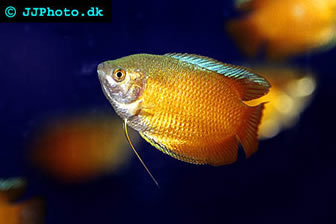 flame gourami