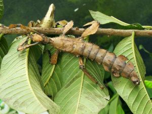 Thorny Stick