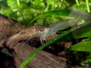 amano shrimp picture