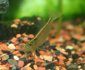 amano shrimp