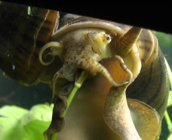 Apple Snail 