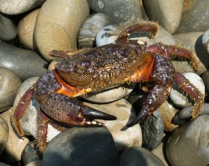 Aquarium Crabs