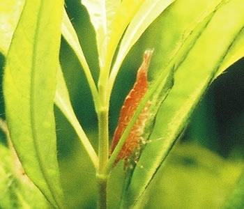 cherry shrimp