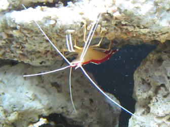 Cleaner Shrimp