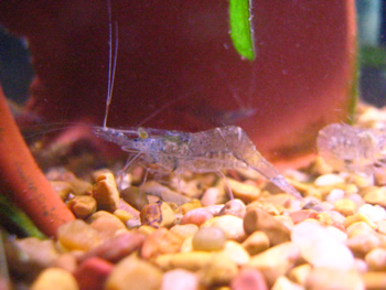 Ghost shrimp turned orange, been like this for a few weeks : r/Aquariums