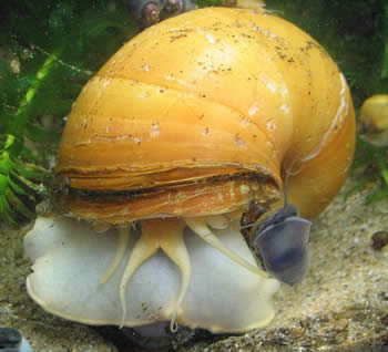 Mystery snail