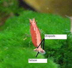 external shrimp anatomy