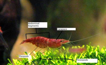 external shrimp anatomy
