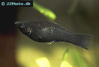 black mollies