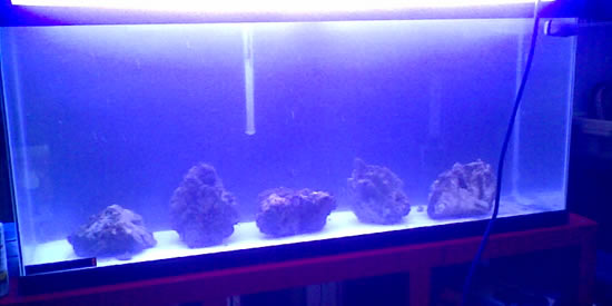 setting up a marine aquarium - the live rock