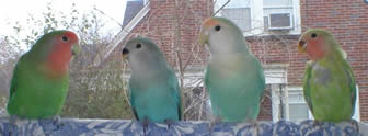 Pacific Parrotlet