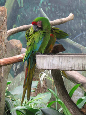military macaw