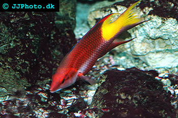 Cuban Hogfish