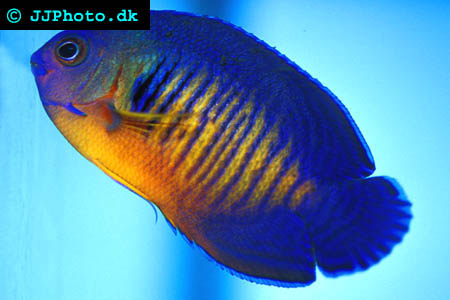 dusk angelfish