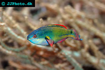 Exquisite Fairy Wrasse