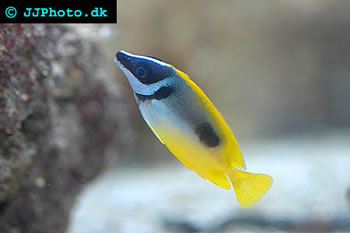 Foxface Rabbitfish