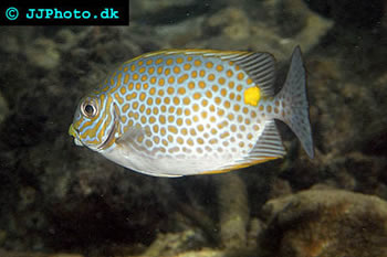 Goldspotted Rabbitfish 