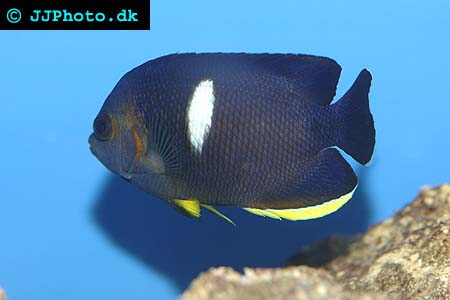 Keyhole Angelfish