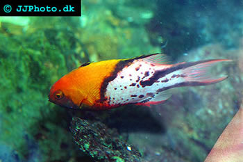 lyretail hogfish